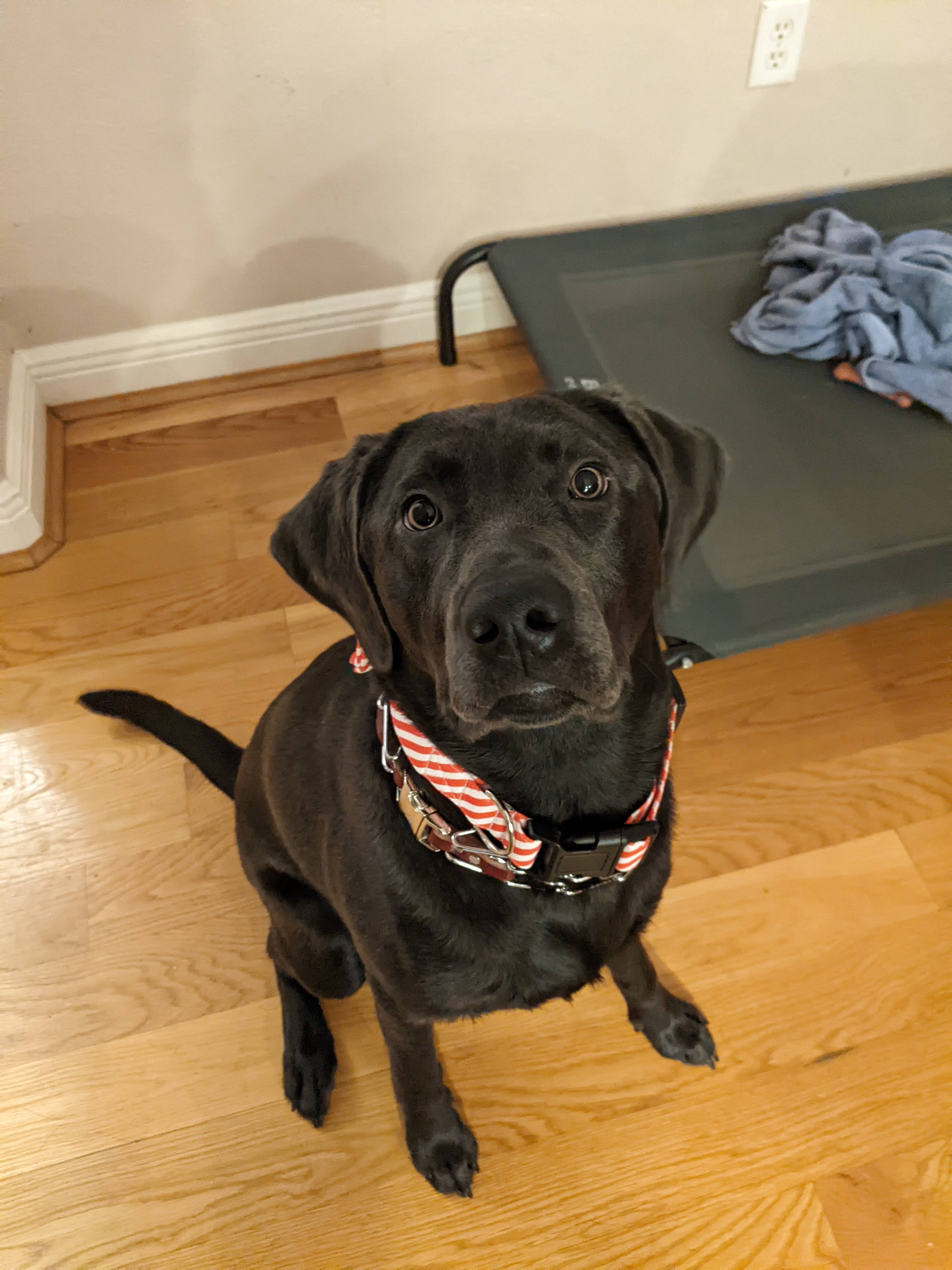 A black labrador staring right at the camera