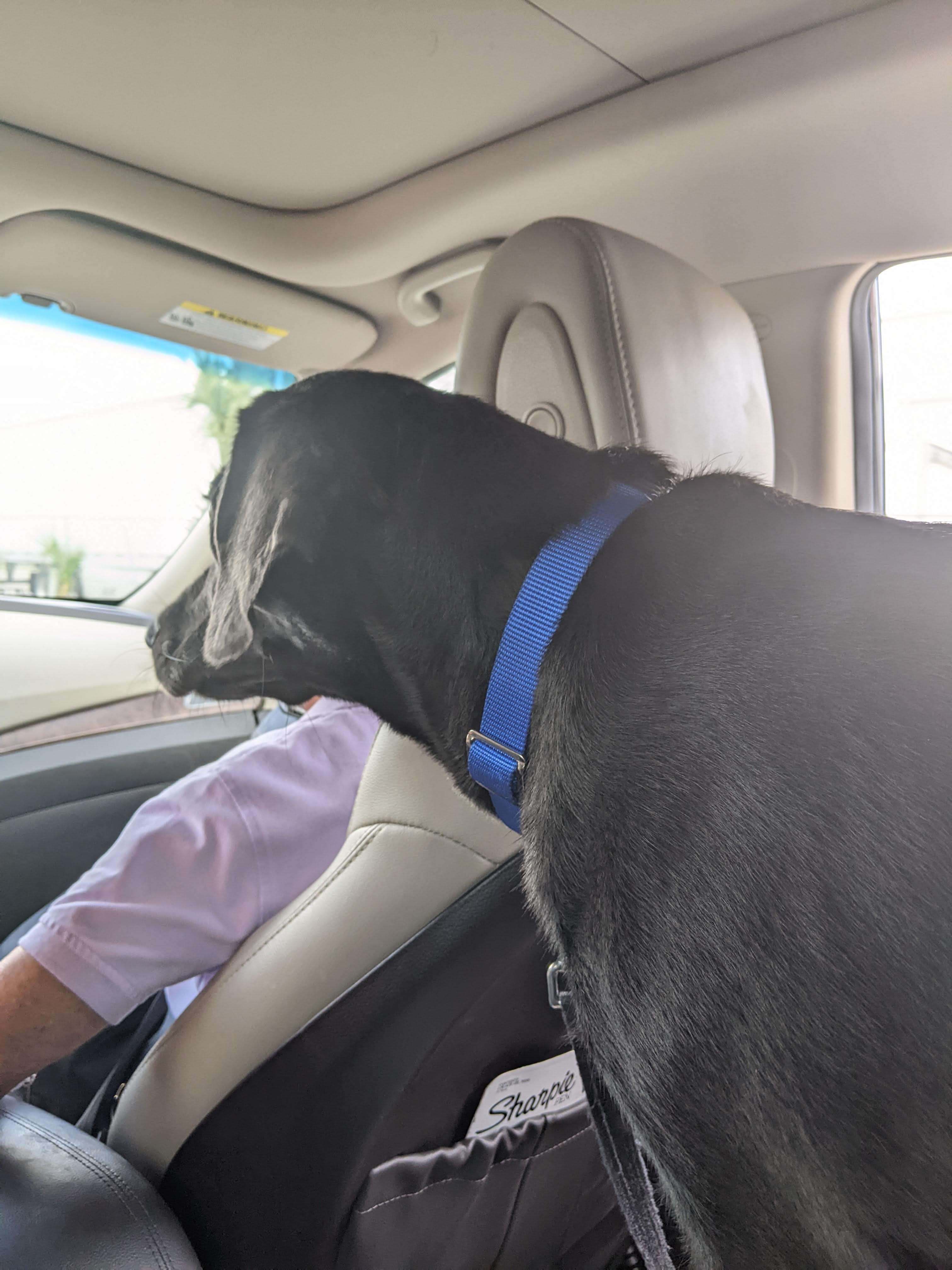 Zelda in a car ready to go