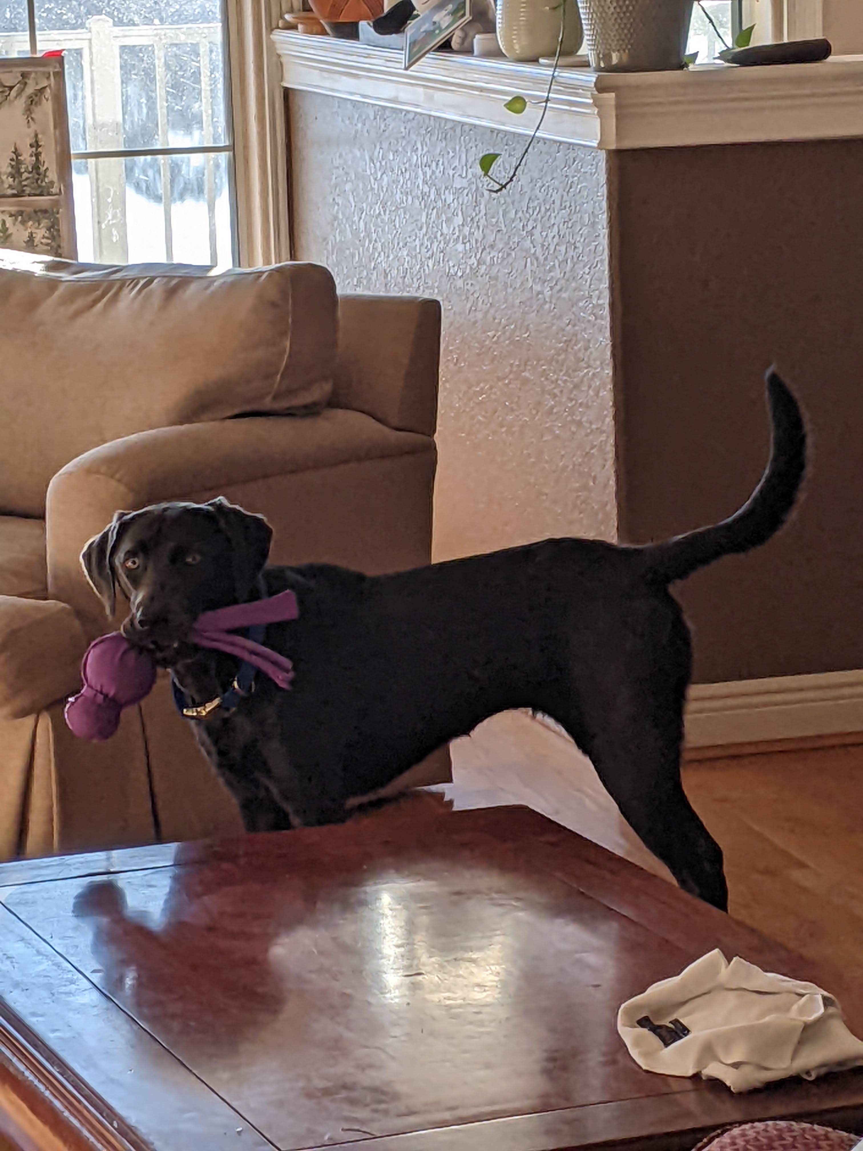 Zelda standing with a purple squeaky toy in her mouth. She stares knowing you want the toy.